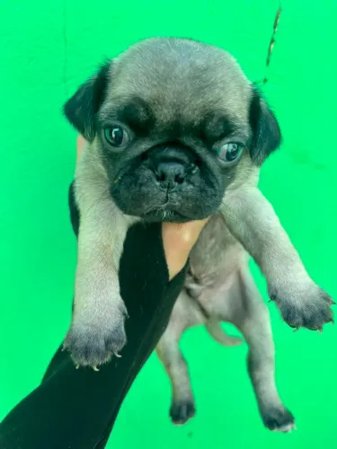 Raça Pug