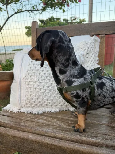 Procura-se namorada Dachshund 