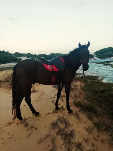 Cavalo Machador com sela e arreios