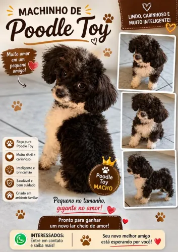 Poodle macho preto e branco 