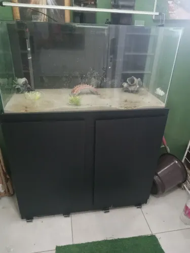 Aquário semi nova 200 litros conservado