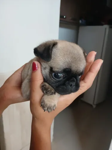 Pug