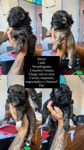 Filhotes de Shitzu 