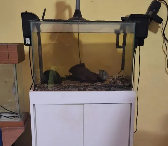Aquário 100l