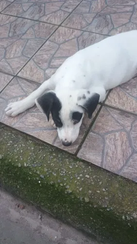 Doando cachorro ?