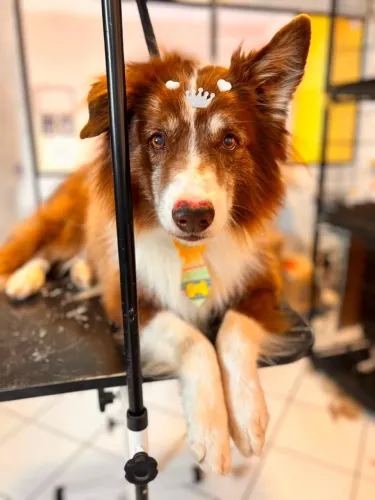 Procura-se Fêmea Border Collie para cruzar 
