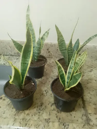 Vendo mudas de espada de são Jorge