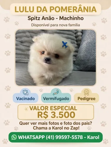 Lulu da Pomerânia
