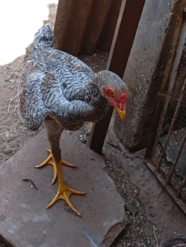 Frango novo para reprodutor 
