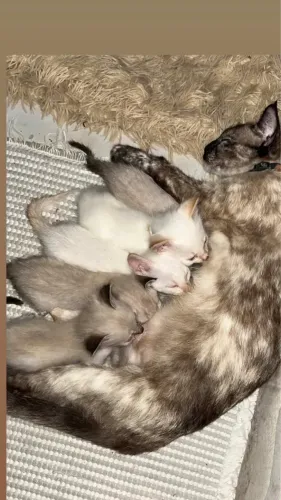 Doação de gatinhos 