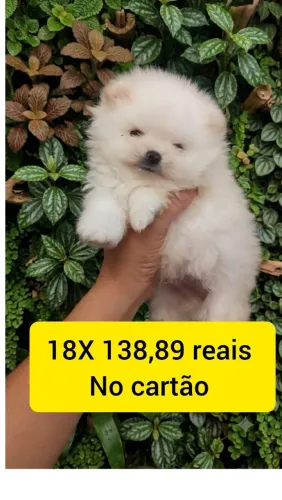 Bebê macho cor creme 