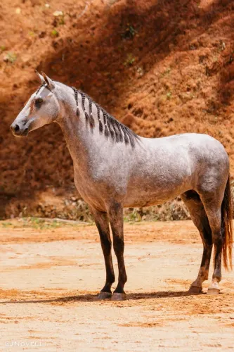 Cavalo margalarga