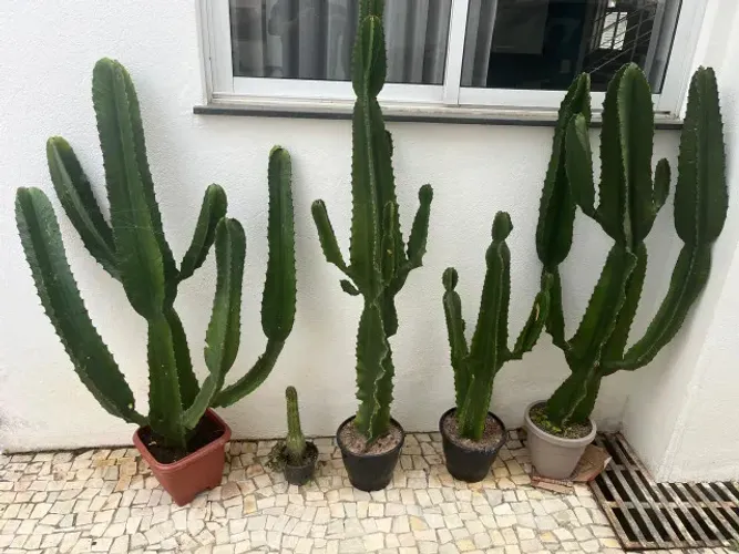 Plantas de Cactus (mandacaru)