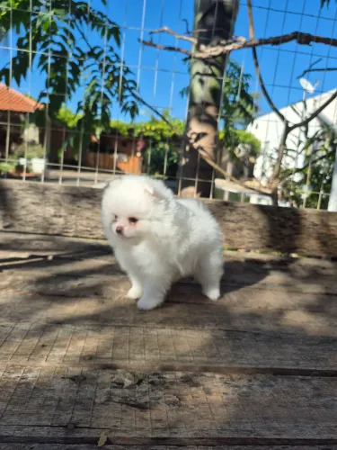 Spitz alemão