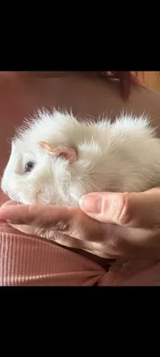 Vendo um casal de porquinhos da Índia fêmea peruana e macho pelo liso