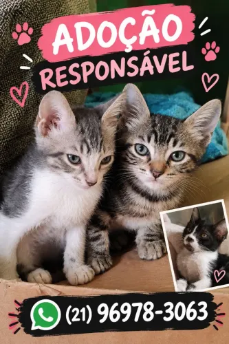 Gatos