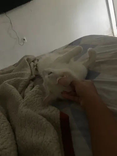 Gato branco macho castrado