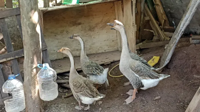 Vendo ou troco gansos africanos 