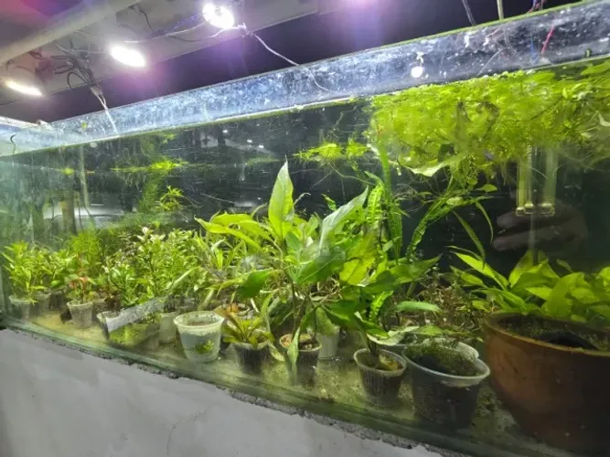 Plantas naturais para aquários