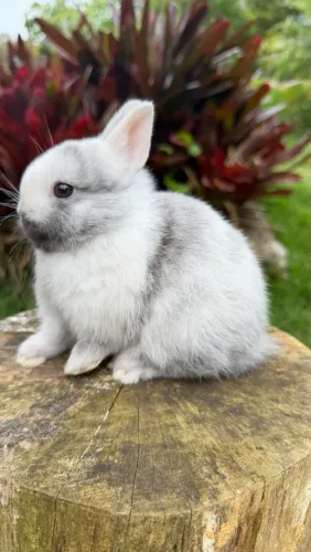 Coelho anão Netherland Dwarf macho