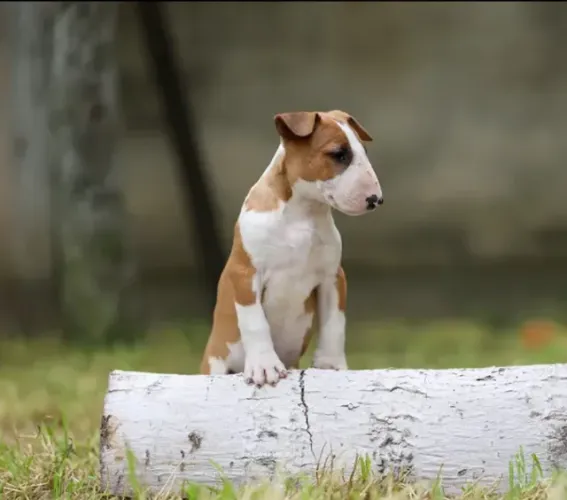 Bull Terrier,Bull Terrier Filhote Saudável Excelente Companhia