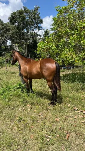 Cavalo de passada manso
