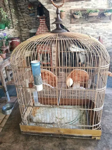 Gaiola para curió