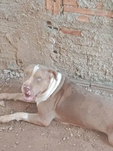 Vende-se filhotes de Pitbull