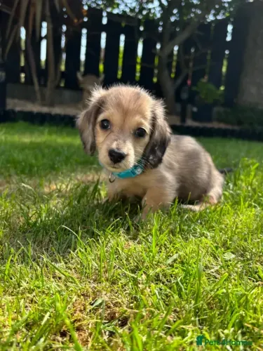 Bebezinho dachshund/teckel/basset/salsicha/cofap dócil e saudável