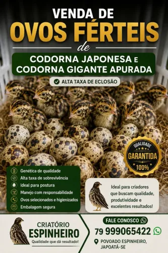 Ovos férteis de codorna japônica pura e codorna gigante apurada