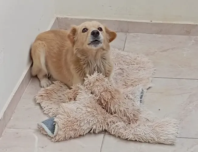 Cachorro dócil e esperto para doação. Ideal para quem tem crianças.