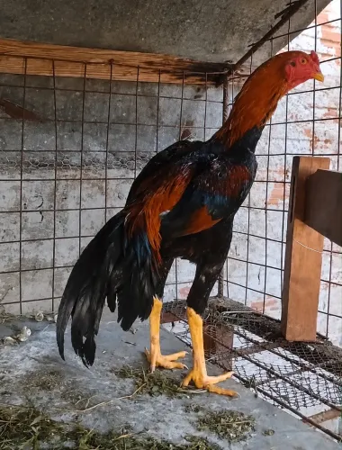 FRANGO ÍNDIO MERCADORIA 5 MESES
