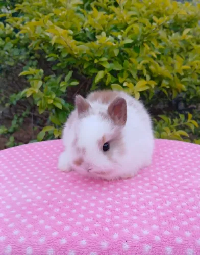 Mini Coelhinho Netherland(Coelhinho Anão)