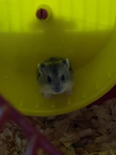 Hamsters 