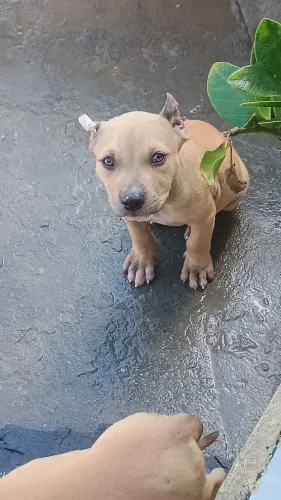 Ainda temos duas fêmeas fêmeas de Pit monster