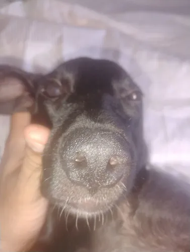 Cadela filhote fêmea Doação