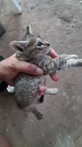 Gatinha filhote gato doação 