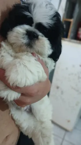 Filhote shiatsu 