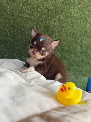 Chihuahua Pelo Curto Chocotan Macho