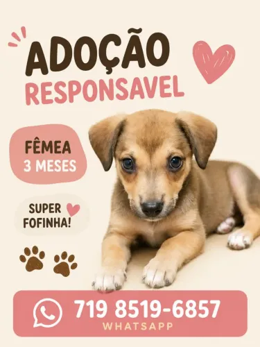 Adoção Filhote Fêmea 