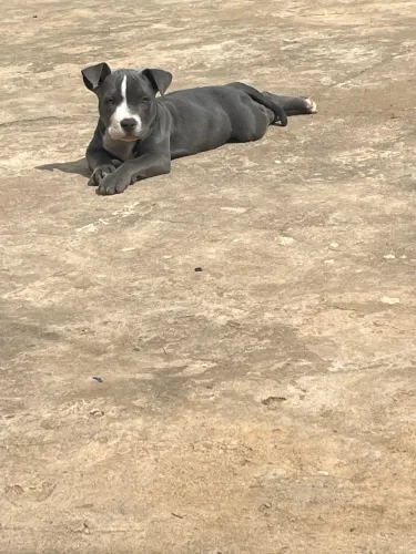 American Bully fêmea