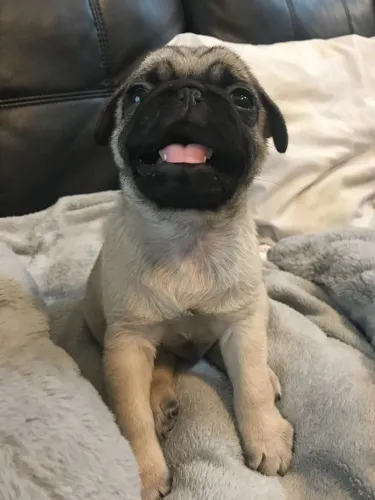 Filhotes De Pug - Um Amigo Especial Te Espera