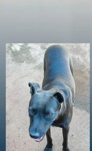 Cachorro que precisa de carinho 