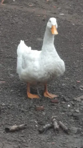 Vendo casal de marrecos