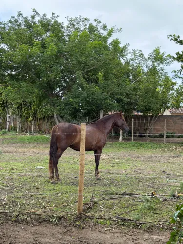 Cavalo mangalarga marchador registrado