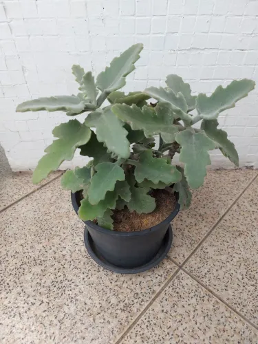 Planta Suculenta Kalanchoe Beharensis (Orelha de Elefante) - 30cm - Exótica
