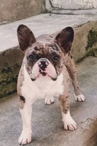 Bulldog merle fêmia 