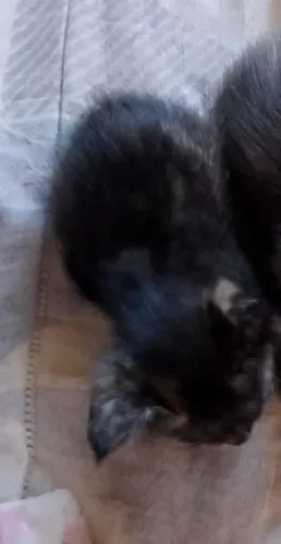 Gatinhos para doação 