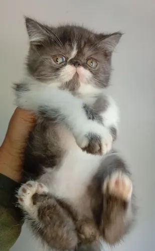 Gato persa show