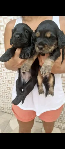 Cocker Spaniel Inglês, entrega em Cabo (aceito cartão )Frio e regiões e RJ Capital